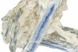 Vibrant Blue Kyanite Crystals In Quartz - Brazil #235359-1